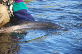 Pêche au saumon/Salmon Fishing